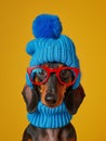 Funny dachshund dog wearing blue glasses, a knitted hat with a pompom Royalty Free Stock Photo