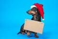 Funny dachshund dog wearing Santa red and white hat, standing on blue background in studio with empty cardboard table on