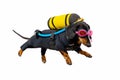 Funny dachshund dog in a wetsuit, wearing diving equipment behind its back with goggles and snorkel, isolated on white