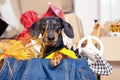 Funny dachshund hoarder sits in cardboard box with useless things that it collects. Dog is preparing to move or sorting Royalty Free Stock Photo