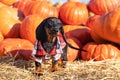 Funny Dachshund puppy, black and tan, dressed in a village check shirt, standing nearby a heap a pumpkin harvest at the