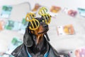 Funny dachshund puppy in a cool leather jacket and with dollar-shaped glasses sits and boldly looks up, money scattered