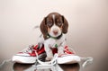 funny dachshund puppy cute cozy photo lovely pet dog portrait