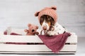 funny dachshund puppy cute cozy photo lovely pet dog portrait
