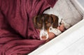 funny dachshund puppy cute cozy photo lovely pet dog portrait