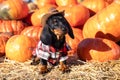 Funny Dachshund puppy, dressed in a village check shirt and a cowboy hat, standing nearby a heap a pumpkin harvest at
