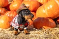 funny Dachshund puppy, dressed in a village check shirt and a cowboy hat, standing nearby a heap a pumpkin harvest at