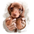 Funny dachshund puppy sitting on the girl`s arms. Watercolor drawing