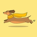 Funny dachshund in a scarf running