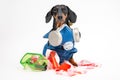 Funny dachshund wearing special blue protective disinfection suit, stands on white background.