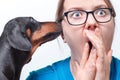 Funny dachshund whispering gossips or secret right to the ear of young woman with big eyes. Horrible news or rumors concept, white