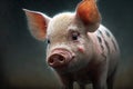 Funny dairy piglets for breeding on rural pig farm