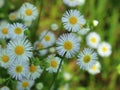 Funny daisies bloom in the meadow in