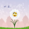 Funny daisy in the grass