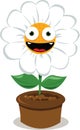 Funny Daisy in a Pot