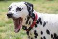 Funny Dalmatian dog posing with mouth wide open.