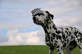 Dalmatian dog portrait in the garden