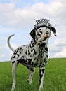 Dalmatian dog portrait in the garden