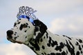 Dalmatian dog portrait in the garden