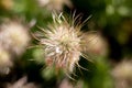 Funny dandelion detailed macro view