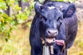 Funny dark black with brown cow with opened mouth