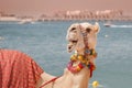 decorated camel laughing and waiting for tourists on the background of the sea. Travel adventures in Arabia and Africa