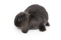 Funny decorative fold rabbit, isolated on a white background Royalty Free Stock Photo