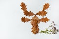 The funny deer face is made of brown oak leaves and a sprig of oregano on a white background.