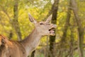 Funny deer portrait with its tongue out against the trees.