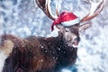 Funny deer in a Santa hat. Winter Christmas humorous image. Dreamland.