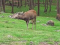 Funny Deer at zoo