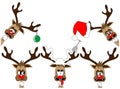 Funny deers