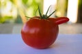 Funny deformed red tomato with a nose Royalty Free Stock Photo