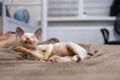 funny Devon Rex kitten a lies on the couch licks its paw