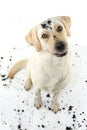 FUNNY DIRTY DOG AFTER PLAY IN A MUD PUDDLE. ISOLATED AGAINST WHITE BACKGROUND. STUDIO SHOT. HIGH ANGLE VIEW.