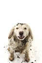 FUNNY DIRTY DOG AFTER PLAY IN A MUD PUDDLE. ISOLATED STUDIO SHOT ON WHITE BACKGROUND