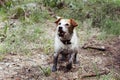 FUNNY DIRTY JACK RUSSELL DOG PLAYING IN A MUD PUDDLE AT THE FOREST ON SUMMER OR SPRING SEASON