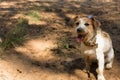 FUNNY DIRTY JACK RUSSELL DOG WITH A VIOLET FLOWER ON ITS HEAD AN