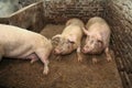 Funny dirty pigs on a pig farm.