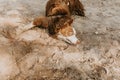 Funny and dirty puppy dog wallowing on sand on summer or spring season with innocent expression face