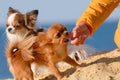 Funny disobedient angry little dogs chihuahua biting her female owner girl finger on yellow sand