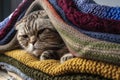 Funny, dissatisfied cat Scottish Fold preparing for cold autumn and winter, wraps and hides in a pile of woolen clothes at home