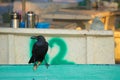 A funny, yet disturbing site of a cannibalistic black crow picnicking on a fried chicken leg, on a park bench.