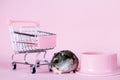 Funny Djungarian hamster with children's empty shopping cart eating nut near his bowl on pink background Royalty Free Stock Photo