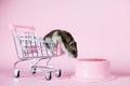 Funny Djungarian hamster in children`s empty shopping cart runs away and looking for food in bowl on a pink background Royalty Free Stock Photo