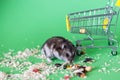 Funny Djungarian hamster with children's empty shopping cart eating feed on green background