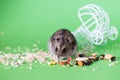 Funny Djungarian hamster eating feed near vintage decorative stroller on green background