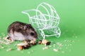 Funny Djungarian hamster eating feed near vintage decorative stroller on green background