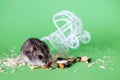 Funny Djungarian hamster eating feed near vintage decorative stroller on green background Royalty Free Stock Photo