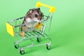 Funny Djungarian hamster sits in children s empty shopping cart on green background. Funny pet is having fun